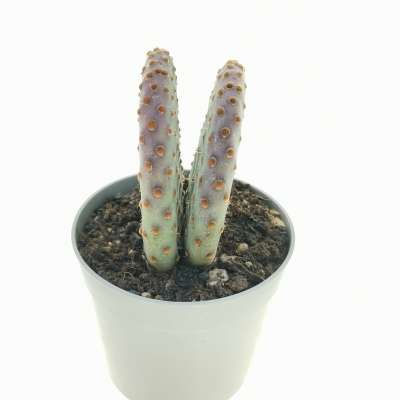 Opuntia microdasys subs. rufida cv. indigo - Giromagi
