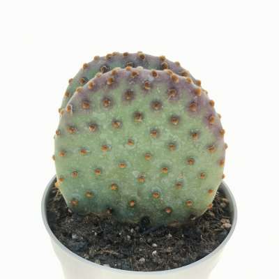 Opuntia microdasys subs. rufida cv. indigo - Giromagi