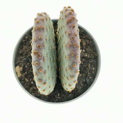 Opuntia microdasys subs. rufida cv. indigo - Giromagi