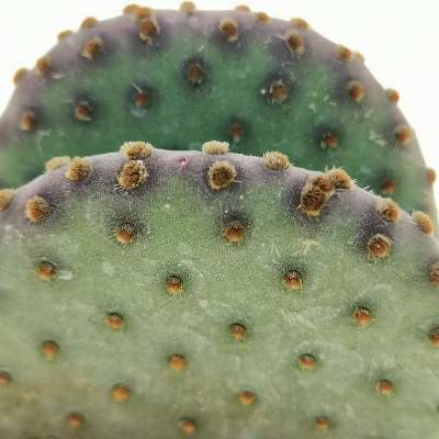 Opuntia microdasys subs. rufida cv. indigo - Giromagi