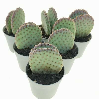 Opuntia microdasys subs. rufida cv. indigo - Giromagi