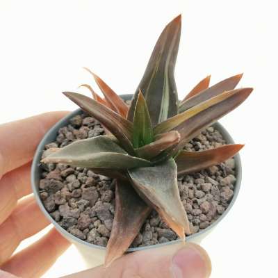 Aloe mitriformis 'Levis' f. variegata