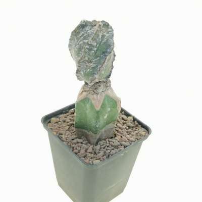 Astrophytum myriostigma cv. Hakuun Spiral Ribs - Giromagi