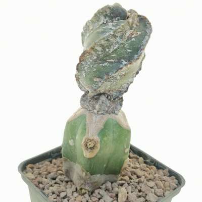 Astrophytum myriostigma cv. Hakuun Spiral Ribs - Giromagi