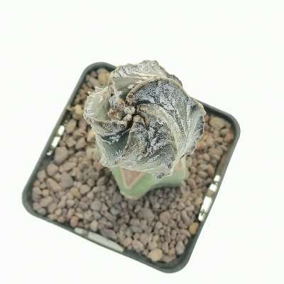 Astrophytum myriostigma cv. Hakuun Spiral Ribs - Giromagi
