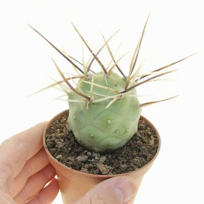 Tephrocactus aoracanthus (Long spines)