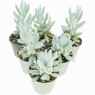 Senecio haworthii  'Mont blanc' - Giromagi