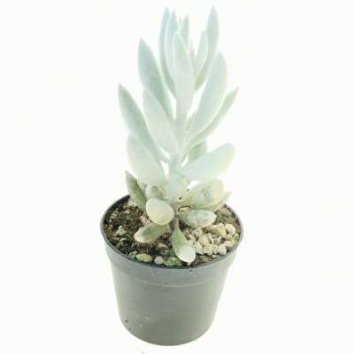 Senecio haworthii  'Mont blanc' - Giromagi