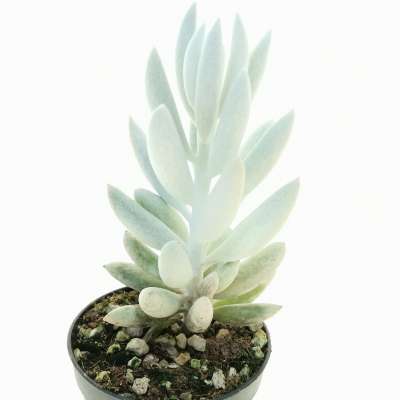 Senecio haworthii  'Mont blanc' - Giromagi