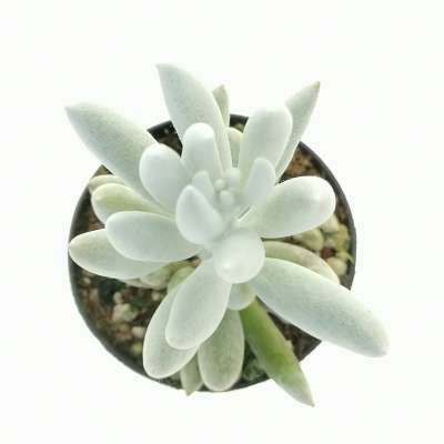 Senecio haworthii  'Mont blanc' - Giromagi