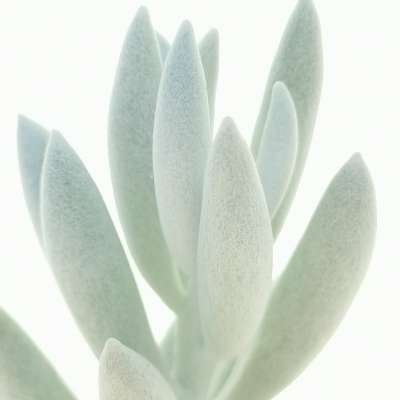 Senecio haworthii  'Mont blanc' - Giromagi