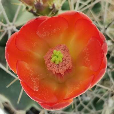 Echinocereus triglochidiatus var. mojavensis - Giromagi