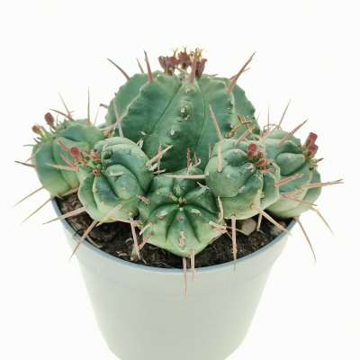 Euphorbia pillansii - Giromagi