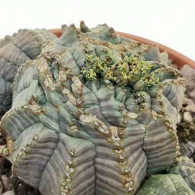 Euphorbia obesa 'Rocky Mountain' f. crestata prolifera - Giromagi