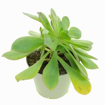 Aeonium decorum - Giromagi