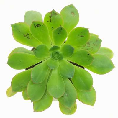 Aeonium decorum - Giromagi