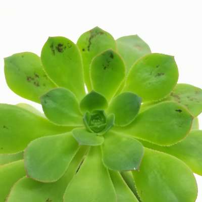 Aeonium decorum - Giromagi