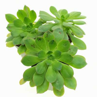 Aeonium decorum - Giromagi