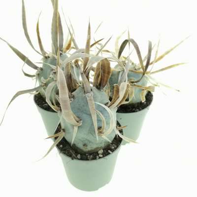 Tephrocactus articulatus var. papyracanthus 'Curly spines' - Giromagi