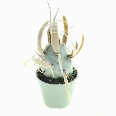 Tephrocactus articulatus var. papyracanthus 'Curly spines' - Giromagi