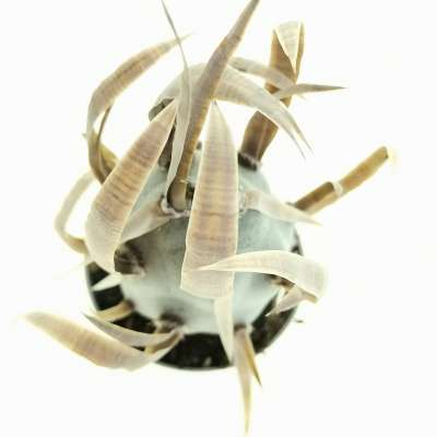 Tephrocactus articulatus var. papyracanthus 'Curly spines' - Giromagi