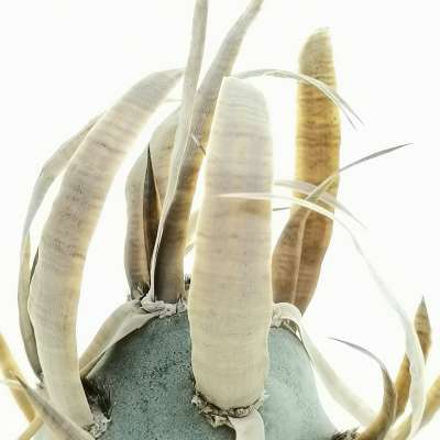 Tephrocactus articulatus var. papyracanthus 'Curly spines' - Giromagi