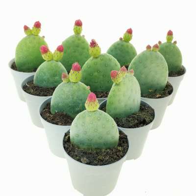 Opuntia inamoena 10 pcs. - Giromagi