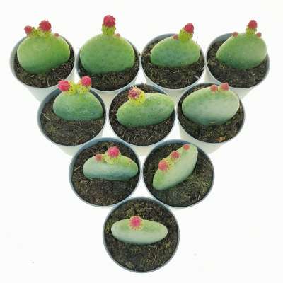 Opuntia inamoena 10 pcs. - Giromagi