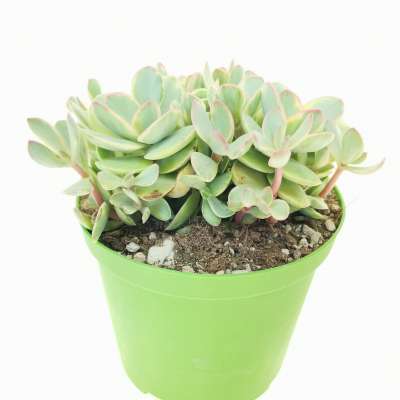 Crassula 'Money maker' f. variegata - Giromagi