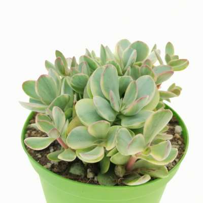 Crassula 'Money maker' f. variegata - Giromagi
