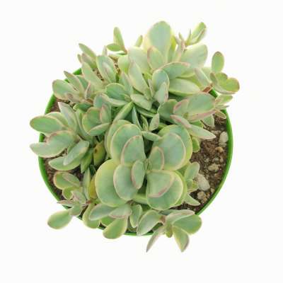 Crassula 'Money maker' f. variegata - Giromagi