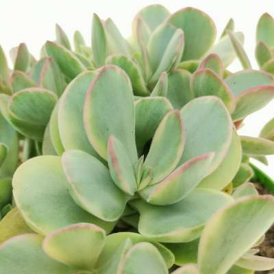 Crassula 'Money maker' f. variegata - Giromagi