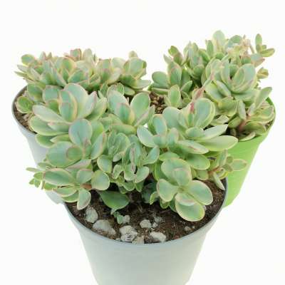 Crassula 'Money maker' f. variegata - Giromagi