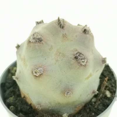 Tephrocactus articulatus var. calvus - Giromagi