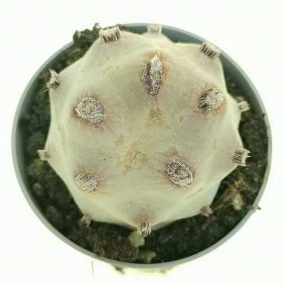 Tephrocactus articulatus var. calvus - Giromagi