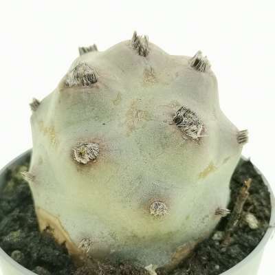 Tephrocactus articulatus var. calvus - Giromagi
