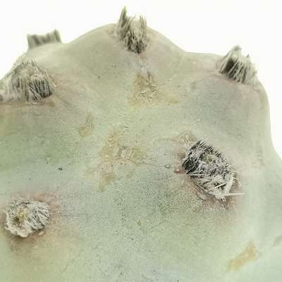 Tephrocactus articulatus var. calvus - Giromagi