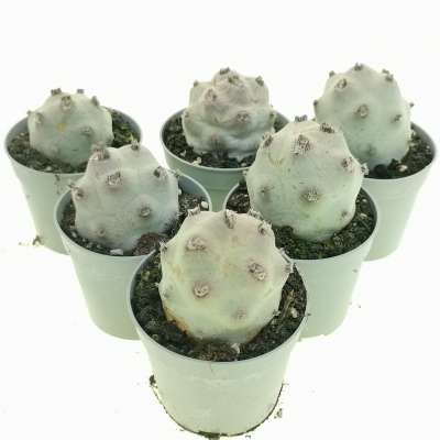 Tephrocactus articulatus var. calvus - Giromagi