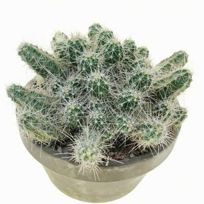 Echinocereus klapperi - Giromagi