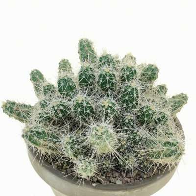 Echinocereus klapperi - Giromagi