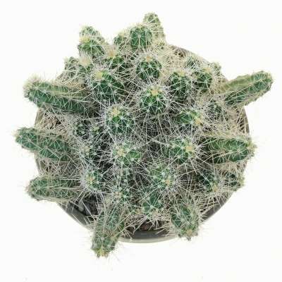 Echinocereus klapperi - Giromagi