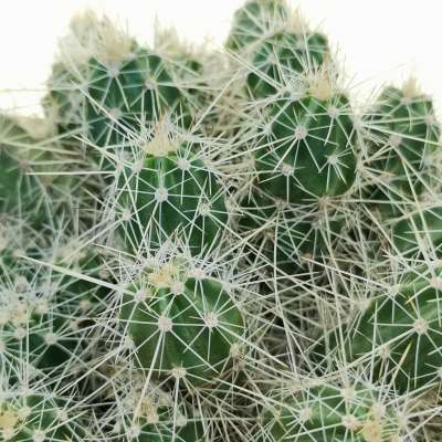 Echinocereus klapperi - Giromagi
