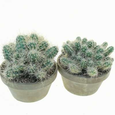 Echinocereus klapperi - Giromagi