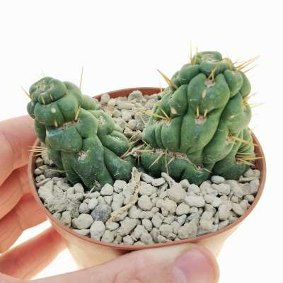 Eulychnia castanea cv. varispiralis f. mostruosa crestata dicotomica