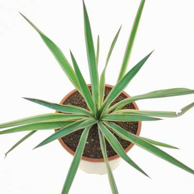 Yucca gloriosa cv. Aureovariegata - Giromagi