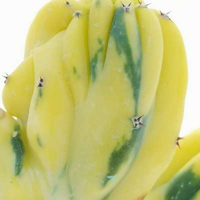 Myrtillocactus geometrizans f. crestata variegata - Giromagi