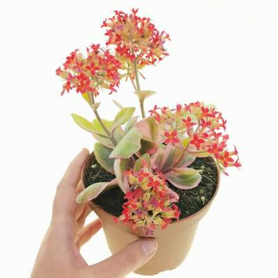 Kalanchoe blossfeldiana f. variegata