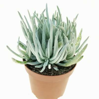 Senecio scaposus - Giromagi