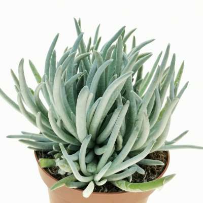 Senecio scaposus - Giromagi