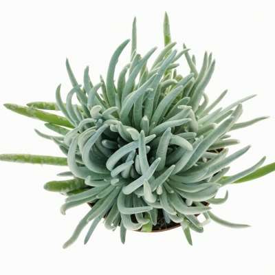 Senecio scaposus - Giromagi